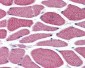 SPHK / SPHK1 Antibody (N-Terminus)